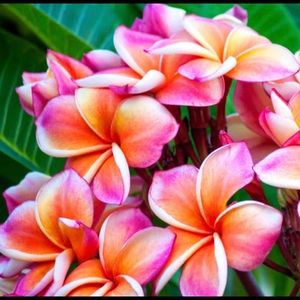 Meet your Posher, Mel